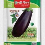 বাহাদুর' হাইব্রিড বেগুন